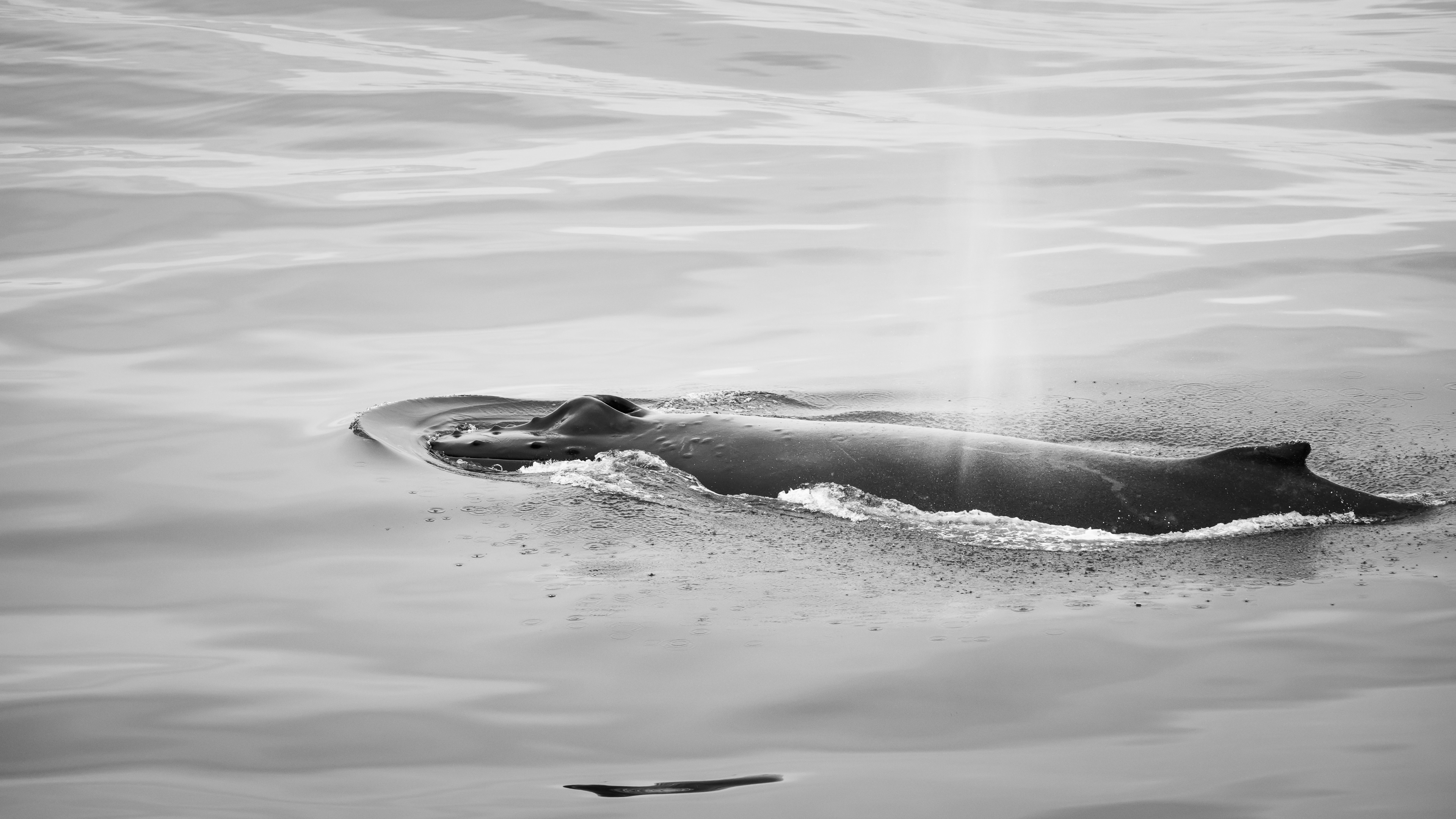 Humback exhaling, Black and White