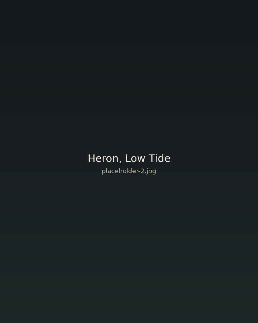 Heron standing in shallow water